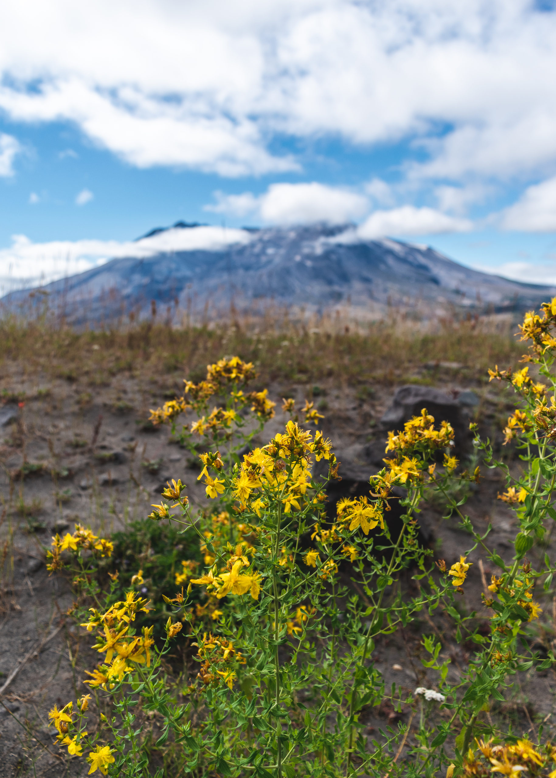 Wildflowers and Mount St. Helens in the background