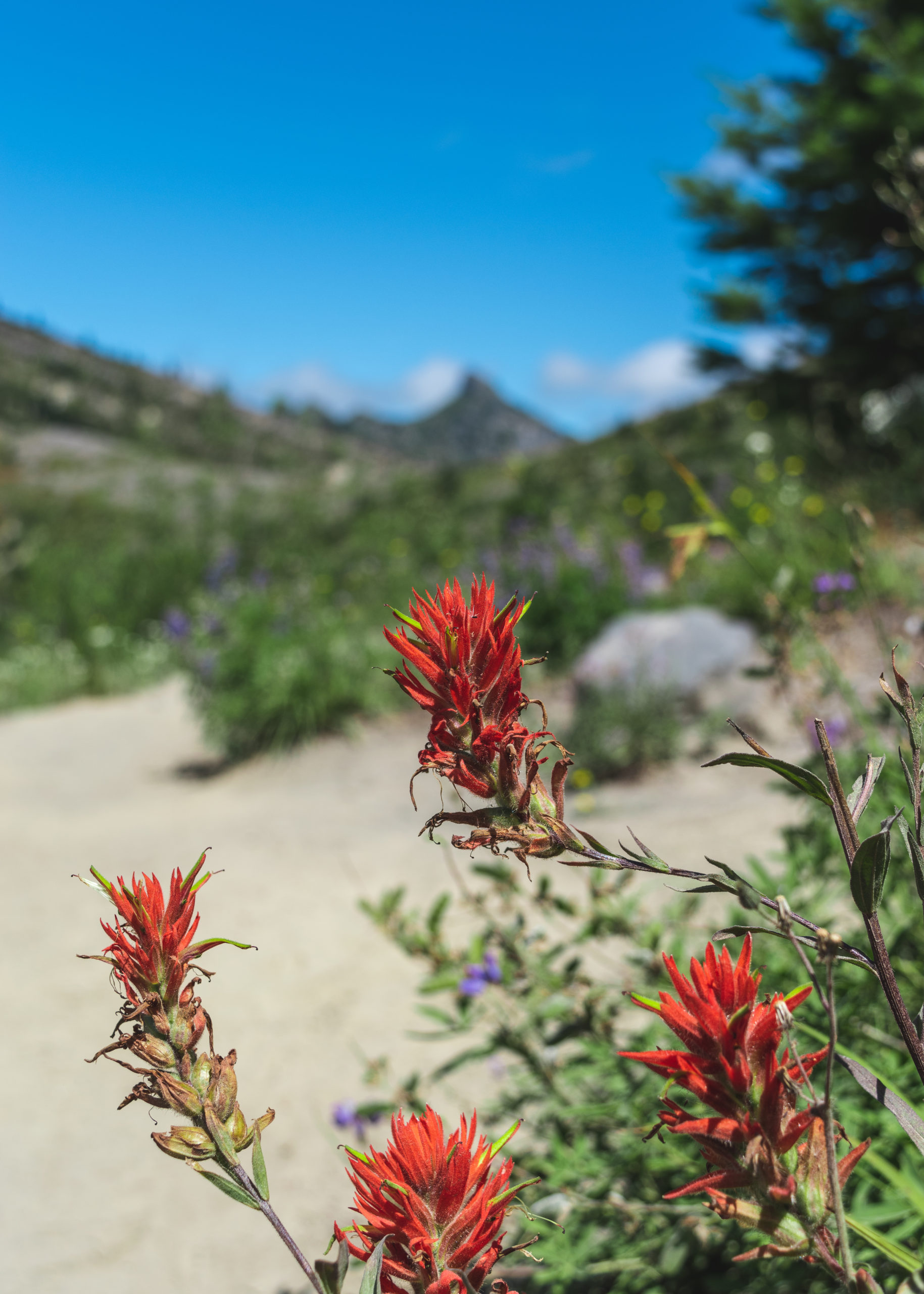 Wildflowers on the trail at Mount St. Helens