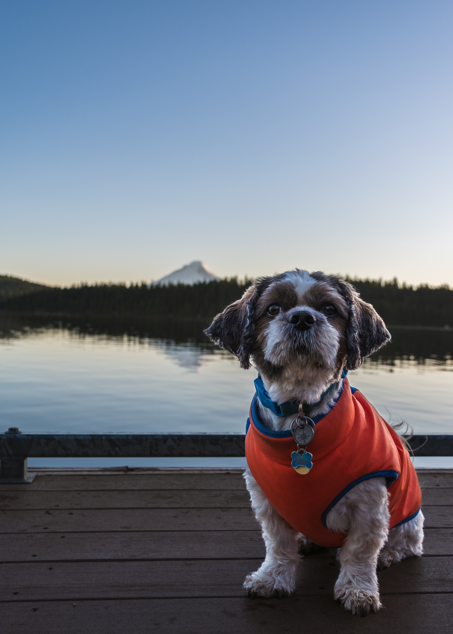 Caesar, a cute Shih Tzu, sitting at the end of a dock with Mt. Hood in the background, wearing a orange vest at sunrise.