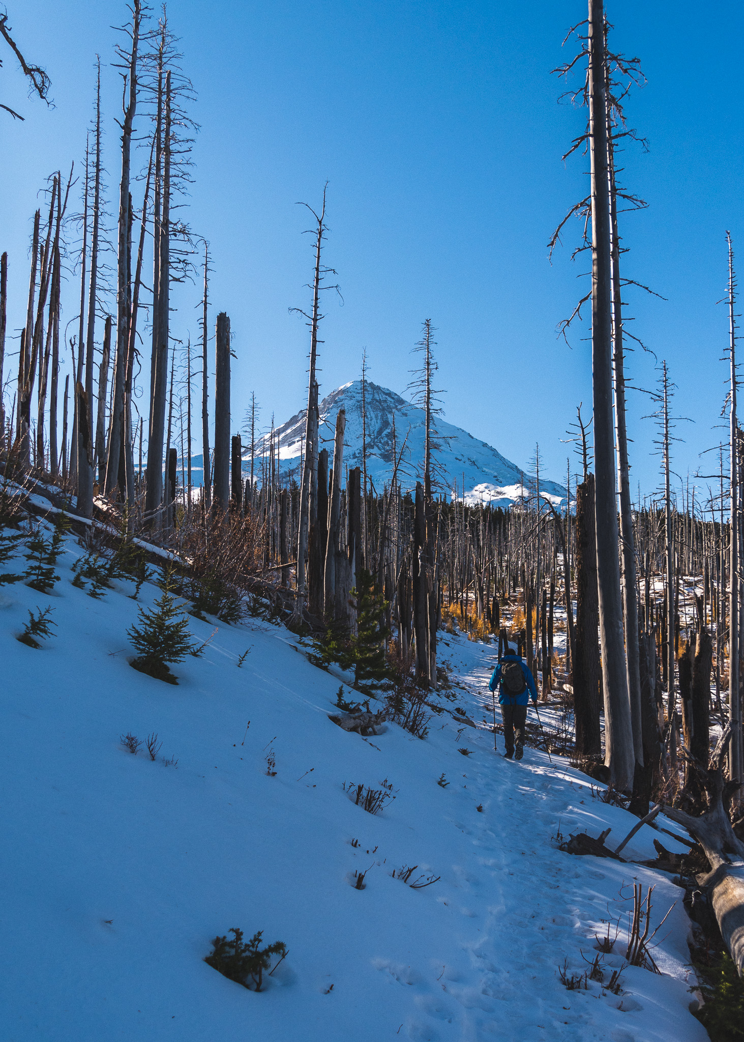 Views of Mt. Hood while hiking Tilly Jane Ski Trail